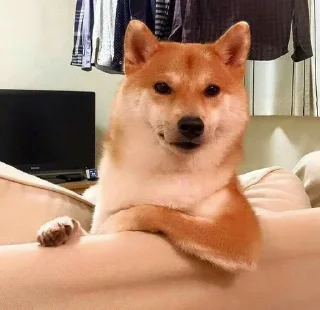 ☘ emoji Shiba inu | @M4eHDi Telegram sticker 6 of 34