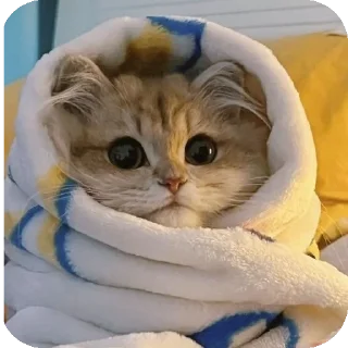 ❤ emoji @Mirzya ki billi Telegram sticker 9 of 52