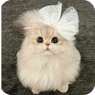 🥰 emoji @Mirzya ki billi Telegram sticker 8 of 52
