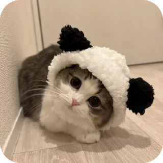🐱 emoji @Mirzya ki billi Telegram sticker 5 of 52