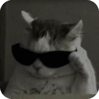 🐱 emoji @Mirzya ki billi Telegram sticker 18 of 52