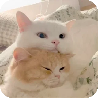 🐱 emoji @Mirzya ki billi Telegram sticker 19 of 52