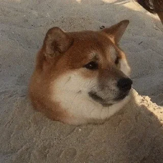 😐 emoji Shiba Inu | @mohammadtot Telegram sticker 18 of 96