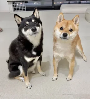 ❤️ emoji Shiba Inu | @mohammadtot Telegram sticker 21 of 96