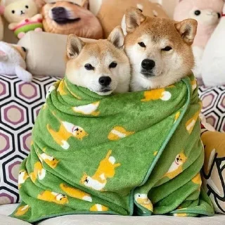 ❤️ emoji Shiba Inu | @mohammadtot Telegram sticker 24 of 96