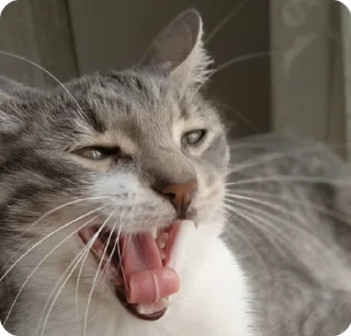 🅰️ emoji нюшик!🤍 Telegram sticker 12 of 56