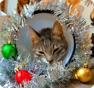 🎅 emoji нюшик!🤍 Telegram sticker 15 of 56