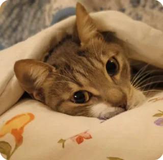 😴 emoji нюшик!🤍 Telegram sticker 17 of 56