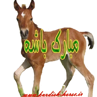 🌹 emoji Kurdish horse Telegram sticker 24 of 45