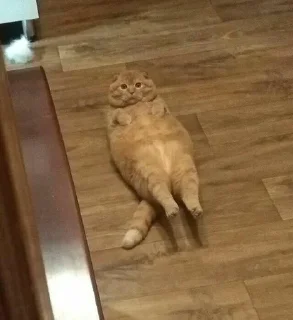 😳 emoji fat cat Telegram sticker 22 of 32