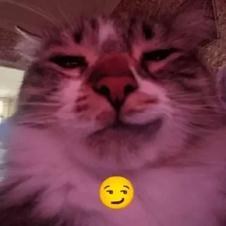 😏 emoji Cats by @ImmuneFOMOme Telegram sticker 9 of 73