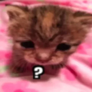 ❔ emoji Cats by @ImmuneFOMOme Telegram sticker 18 of 73