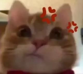 🤨 emoji Cats by @ImmuneFOMOme Telegram sticker 23 of 73