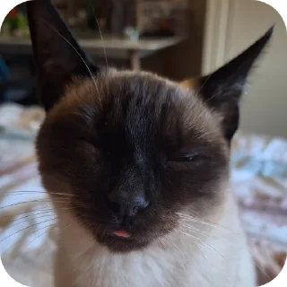 🐱 emoji Чорти Telegram sticker 22 of 65