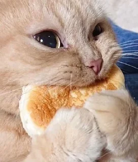 Sticker from Funny cat