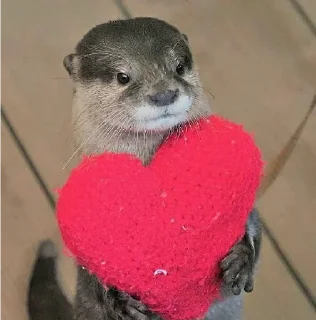 Sticker from Otter love