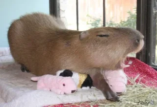 😴 emoji Femboy Capybaras Telegram sticker 14 of 48