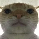 🐱 emoji I memi di Joseph Telegram sticker 21 of 53