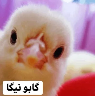 😐 emoji So🌸asl🐣 Telegram sticker 20 of 91