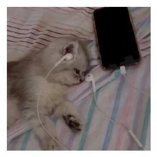 😿 emoji Dodi ❥ Telegram sticker 1 of 18