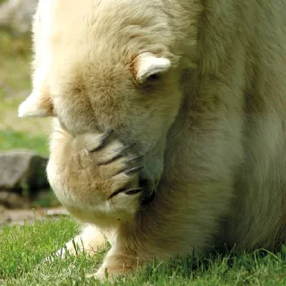 🙈 emoji Bears Telegram sticker 7 of 17
