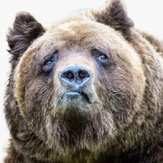 😐 emoji Bears Telegram sticker 8 of 17