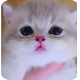 🐱 emoji Rabişş'in kedoolarııı Telegram sticker 5 of 120