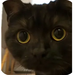 🐱 emoji Rabişş'in kedoolarııı Telegram sticker 9 of 120