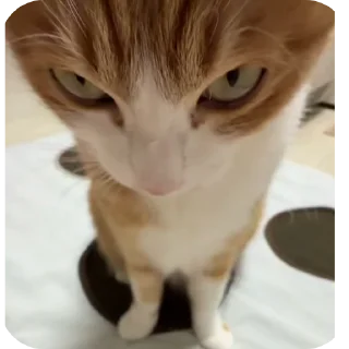 🐱 emoji Rabişş'in kedoolarııı Telegram sticker 15 of 120