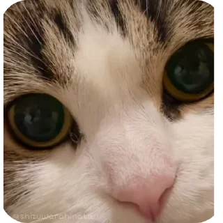 🐱 emoji Rabişş'in kedoolarııı Telegram sticker 13 of 120