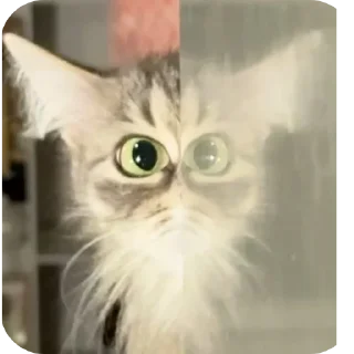 🐱 emoji Rabişş'in kedoolarııı Telegram sticker 14 of 120