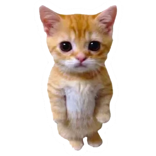 😿 emoji Afinanın :: @mesqulamnarahatel Telegram sticker 17 of 70
