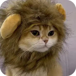 👍 emoji Rabişş'in kedoolarııı Telegram sticker 11 of 120