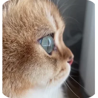 🐱 emoji Rabişş'in kedoolarııı Telegram sticker 17 of 120