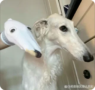 🥖 emoji BORZOI🥖 Telegram sticker 24 of 46