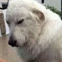 Sticker from dogs
