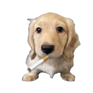🫥 emoji Bella Telegram sticker 7 of 17