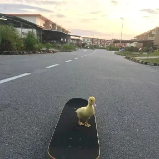 🛣 emoji Duck Telegram sticker 11 of 23