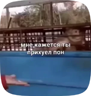 🙊 emoji Обезьянки поны 9 Telegram sticker 5 of 32