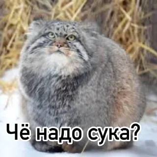 😡 emoji Смешные манулы Telegram sticker 5 of 40