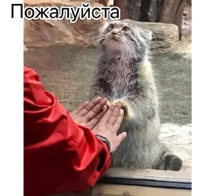 🙏 emoji Смешные манулы Telegram sticker 24 of 40