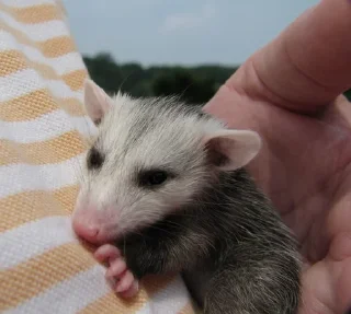 🤗 emoji Opossum Telegram sticker 17 of 39