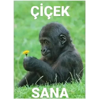 😻 emoji Gorilla Telegram sticker 20 of 58