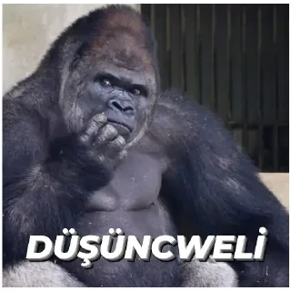 🤔 emoji Gorilla Telegram sticker 9 of 58