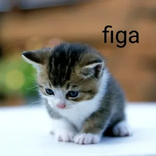 🐱 emoji cacca culo pisnelo Telegram sticker 6 of 13
