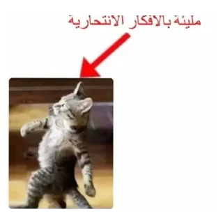 🧸 emoji Cat'sهواجيس @Touyx Telegram sticker 8 of 57