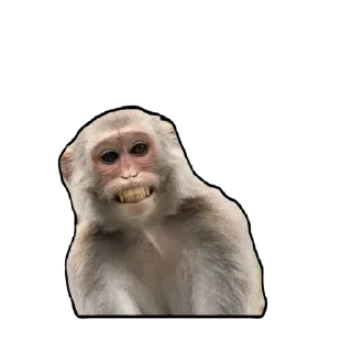 🫥 emoji Бабл квасик Telegram sticker 5 of 65