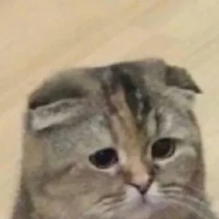 😞 emoji Cats Telegram sticker 13 of 120