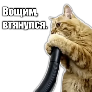 Sticker from Cats police