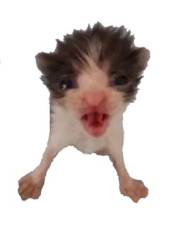 😡 emoji کاکا بروکلی ۲ Telegram sticker 12 of 120